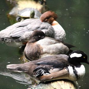 Northern Ponds - Hooded Mergansers and Lesser Scaup