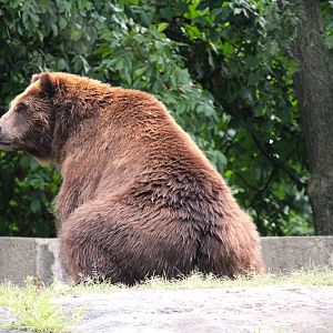 Big Bears - Grizzly Bear