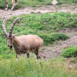 Africa - Baboon Reserve - Nubian Ibex