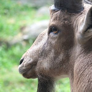 Africa - Baboon Reserve - Nubian Ibex