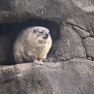 Africa - Baboon Reserve - Rock Hyrax