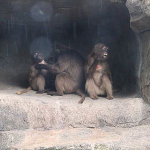 Africa - Baboon Reserve - Geladas