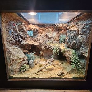 Adventure Aquarium - Shield-tailed agama, east African spiny-tailed lizard