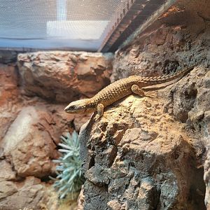 Adventure Aquarium - east African spiny-tailed lizard