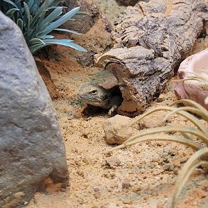 Adventure Aquarium - Shield-tailed agama