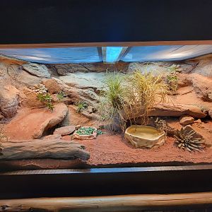 Adventure Aquarium - pancake tortoise, uromastyx