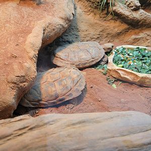 Adventure Aquarium - Pancake tortoises