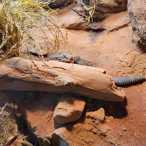 Adventure Aquarium - Uromastyx