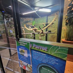 Adventure Aquarium - Yellow-naped Amazon