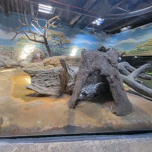 Adventure Aquarium - Cape porcupine