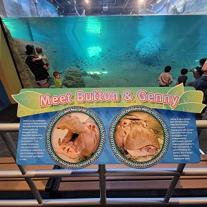 Adventure Aquarium - Hippos