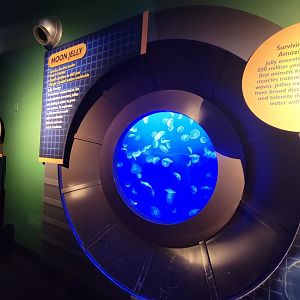 Adventure Aquarium - Moon jellies