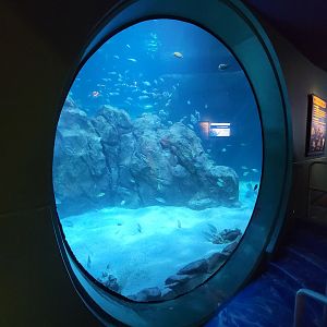 Adventure Aquarium - First shark viewing window