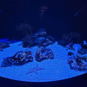 Adventure Aquarium - Atlantic lumpfish, American lobster, forbes sea star