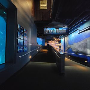 Adventure Aquarium - Entering shark realm