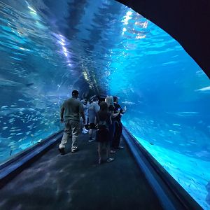 Adventure Aquarium - Shark tunnel