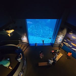 Adventure Aquarium - Large viewing window from above