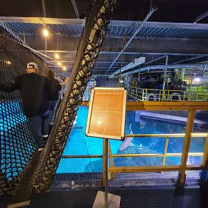 Adventure Aquarium - Shark bridge