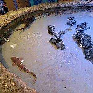 Adventure Aquarium - Shark touch tank