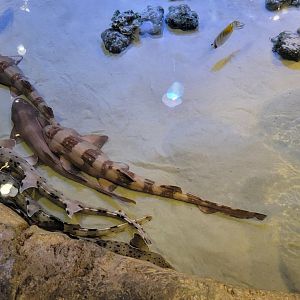 Adventure Aquarium - Shark touch tank