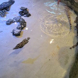 Adventure Aquarium - Panther grouper in shark touch tank