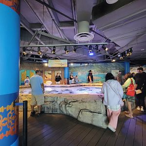 Adventure Aquarium - Shark touch tank