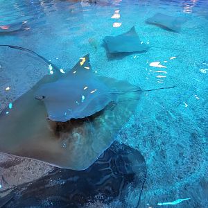 Adventure Aquarium - Ray touch tank, Eastern fiddler ray, southern stingray, cownose ray