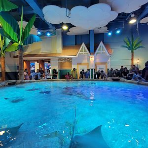 Adventure Aquarium - Ray touch tank, Eastern fiddler ray, southern stingray, cownose ray