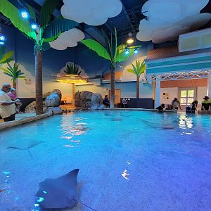 Adventure Aquarium - Ray touch tank, Eastern fiddler ray, southern stingray, cownose ray