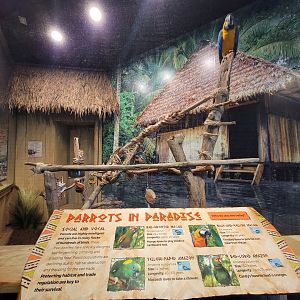 Adventure Aquarium - Macaw rotational exhibit