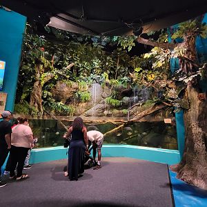 Adventure Aquarium - Piranha falls