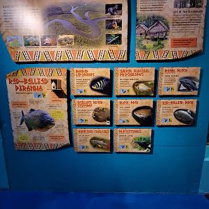 Adventure Aquarium - Piranha tank species