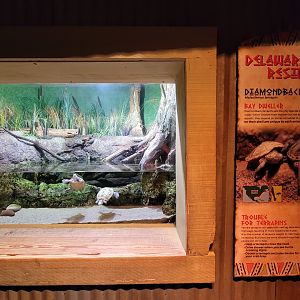 Adventure Aquarium - Diamondback terrapin
