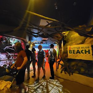 Adventure Aquarium - Little Blue Beach