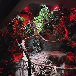 Adventure Aquarium - Laughing kookaburra