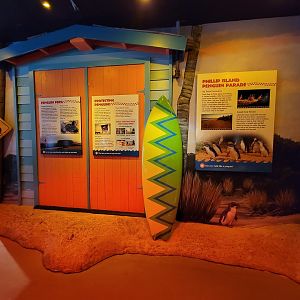 Adventure Aquarium - Little Blue Beach