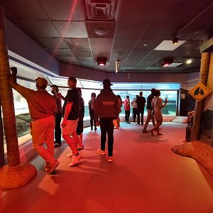 Adventure Aquarium - Little blue penguins