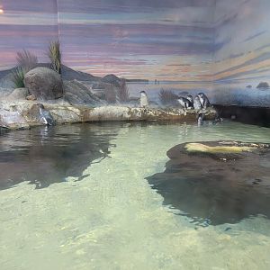 Adventure Aquarium - Little blue penguins