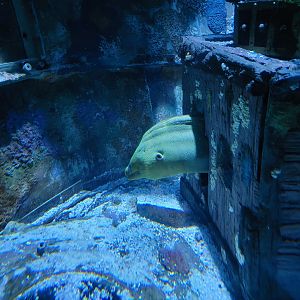 Adventure Aquarium - Unsigned green moray in first Pirate's Passage tank