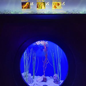 Adventure Aquarium - Longsnout seahorse, lined seahorse, bahama cushion sea star