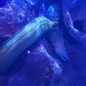 Adventure Aquarium - Green moray, spotted moray