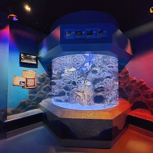 Adventure Aquarium - Spiny lobster tank