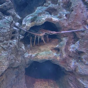 Adventure Aquarium - Spiny lobster