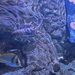 Adventure Aquarium - Spiny lobster