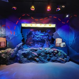Adventure Aquarium - On The Rocks tank