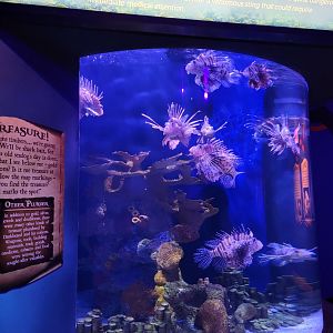 Adventure Aquarium - Red lionfish