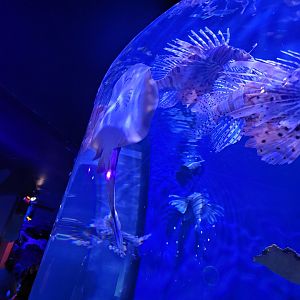 Adventure Aquarium - Unsigned ray in with red lionfish
