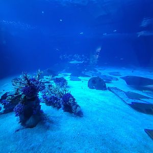 Adventure Aquarium - Hammerhead tank, from round viewing window