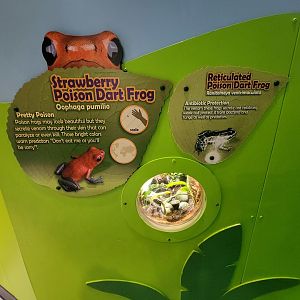 Adventure Aquarium - Tiny frog viewing windows