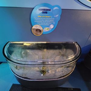 Adventure Aquarium - Atlantic horseshoe crabs
